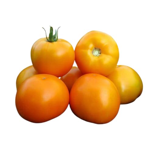 Fresh Tomato PER/Kg
